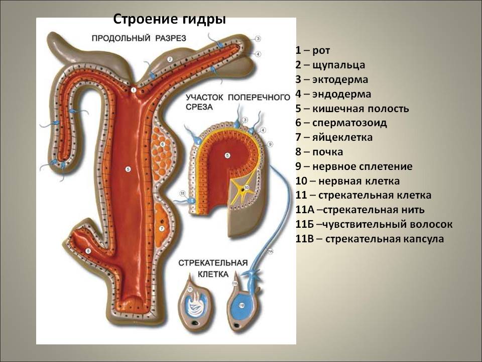Кракен зеркало сегодня